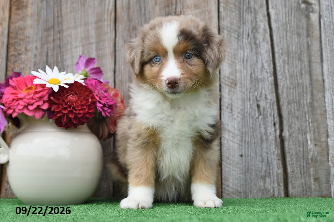 Miniature Australian Shepherd dogs for sale: Skye - Ad 2