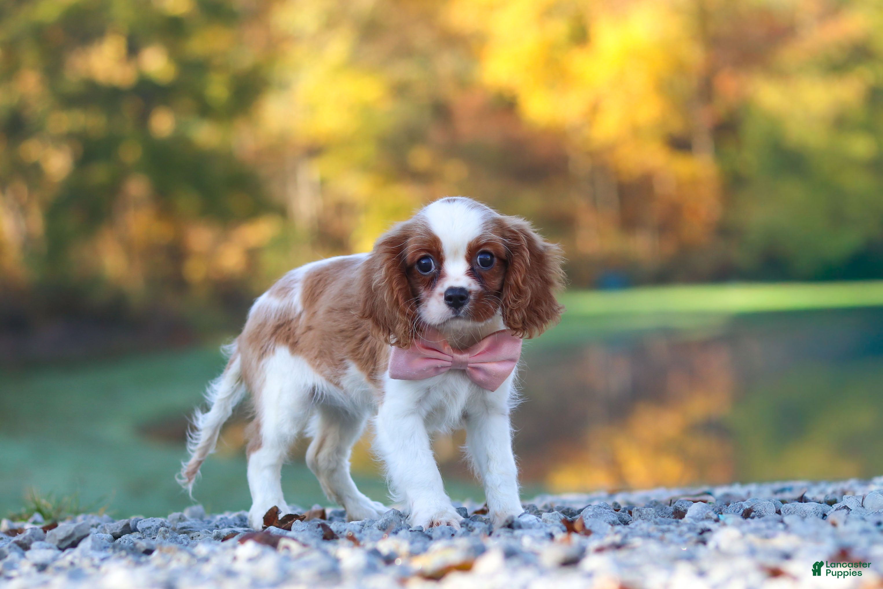 Cavalier King Charles Spaniel dogs Kylie - Ad 2