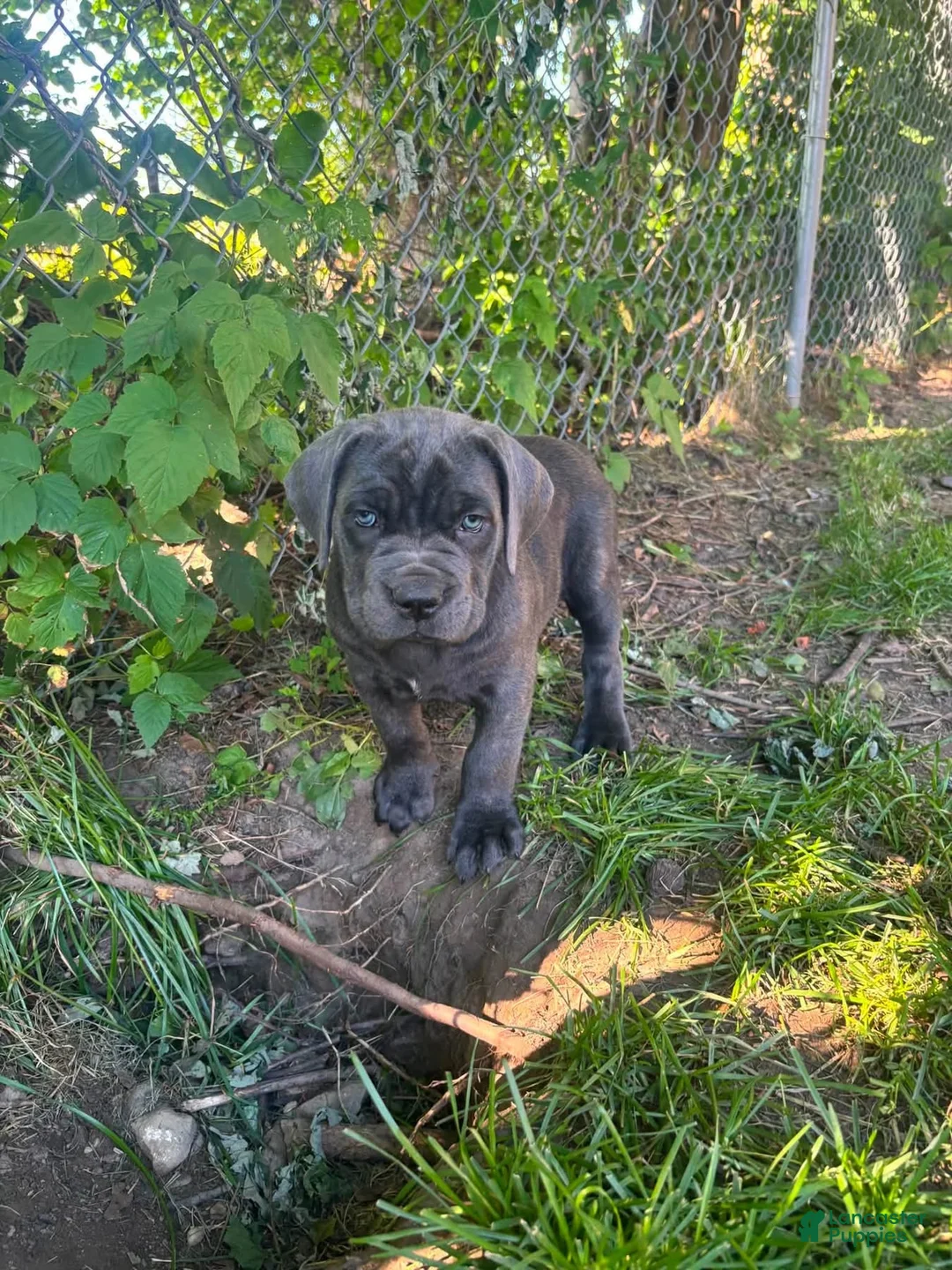 Cane Corso dogs for sale:  Puppy 1 - Ad 2