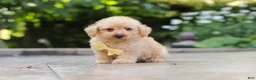 Schnoodle dogs for sale: Scout - Ad 3