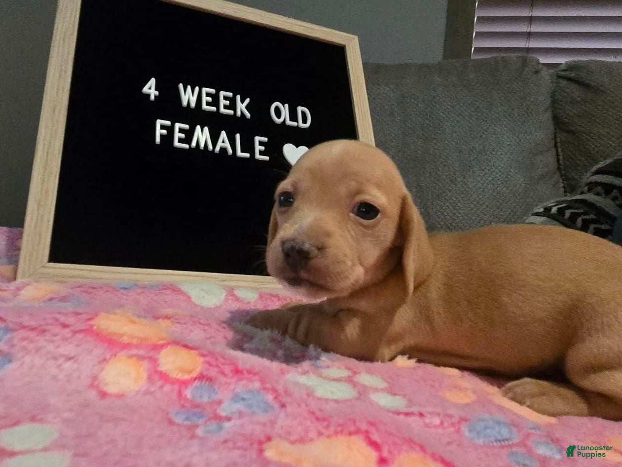 Miniature Dachshund dogs for sale: Miniature Dachshund 3 - Ad 1