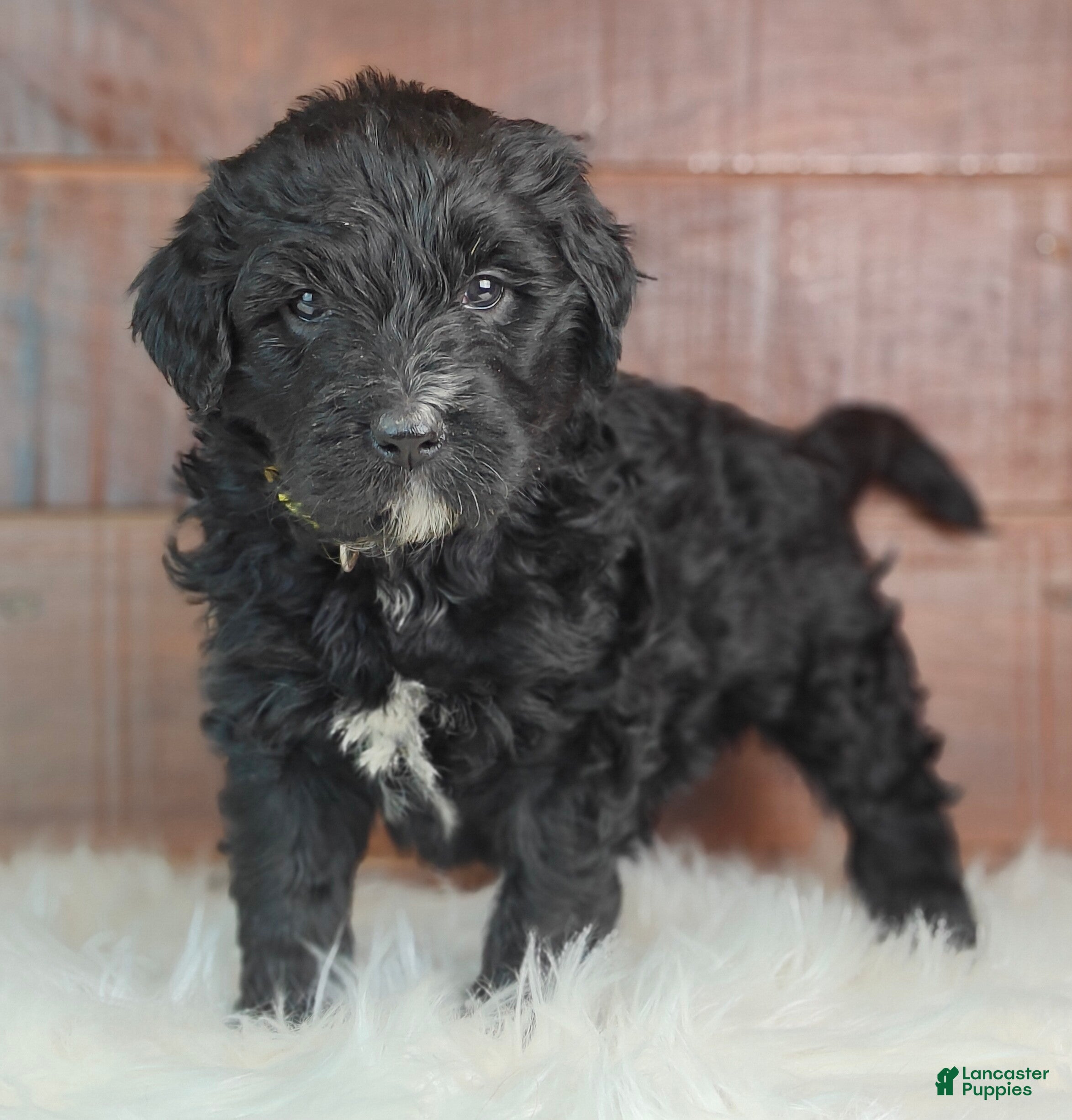 Bernedoodle dogs Smokey  - Ad 2