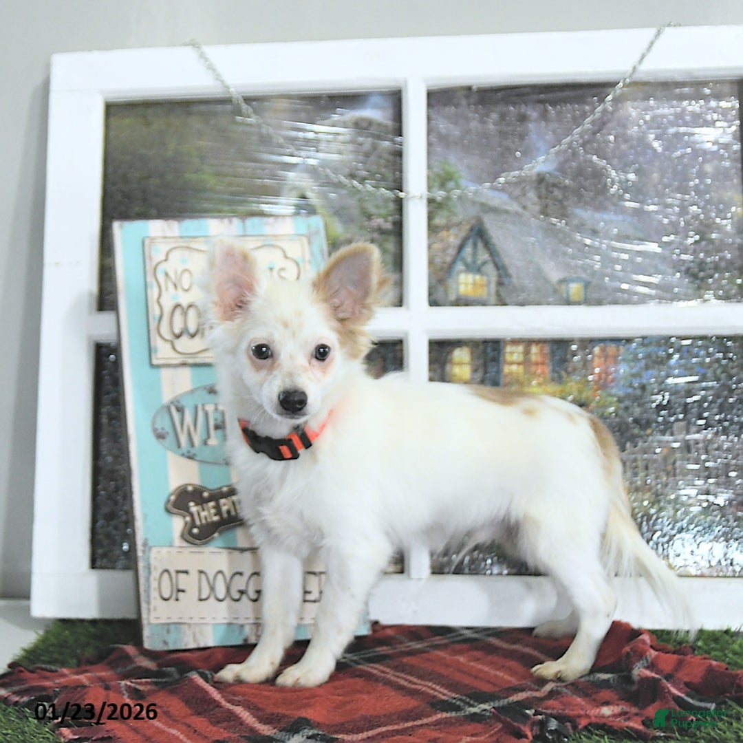 Chihuahua dogs for sale: Beau - Ad 4