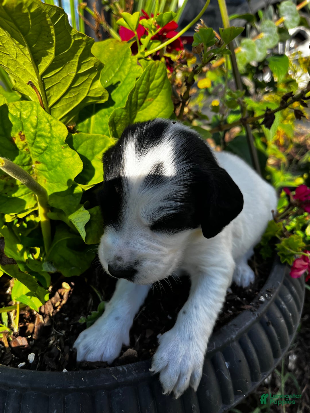 English Springer Spaniel dogs for sale: English Springer Spaniel Puppy 8 - Ad 4