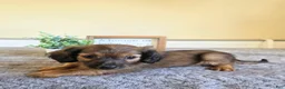 Miniature Dachshund dogs for sale: Nutmeg- AKC - Ad 6