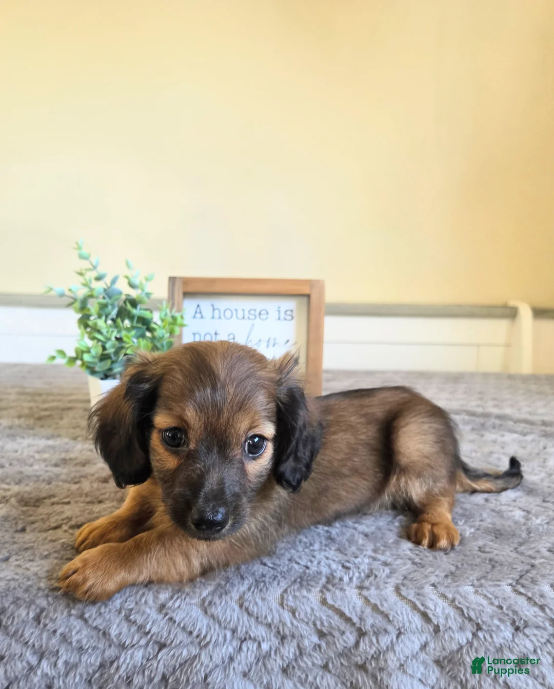 Miniature Dachshund dogs for sale: Nutmeg- AKC - Ad 6