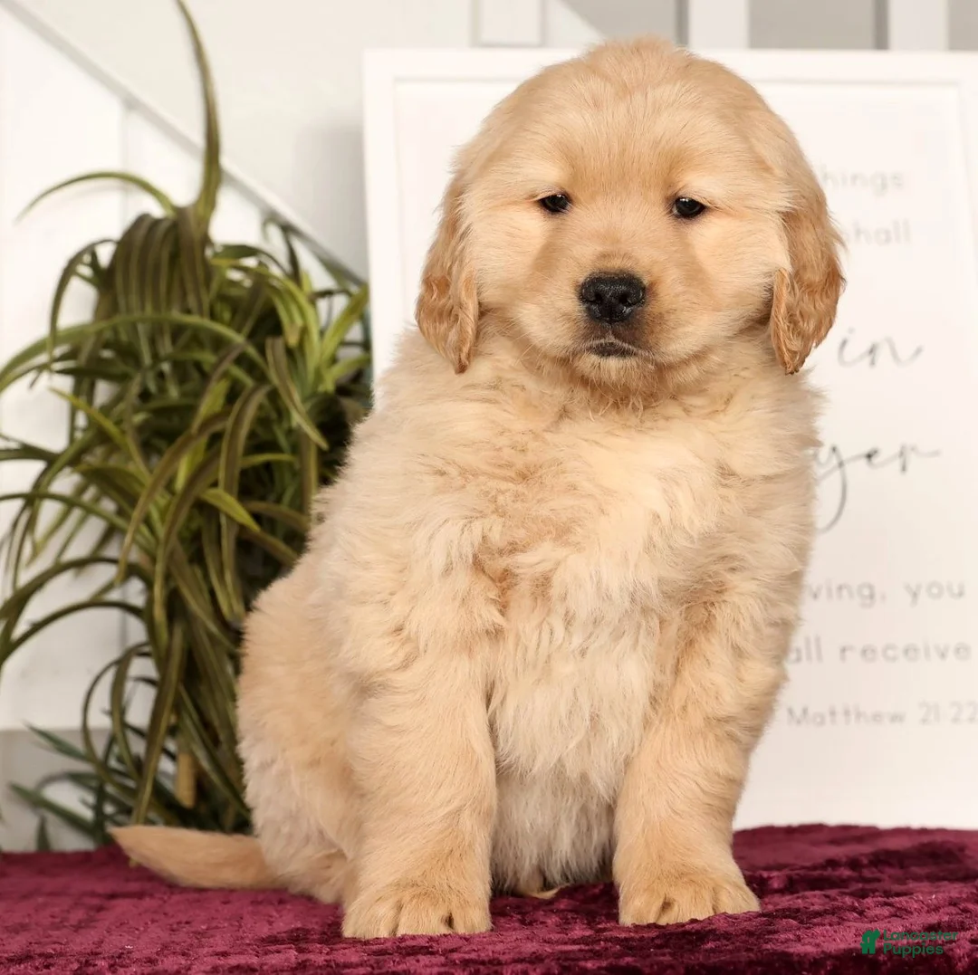 Golden Retriever dogs for sale: Ricky - Ad 1