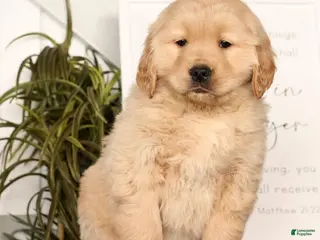 Golden Retriever dogs Ricky - Ad 14