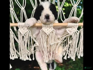 Bernedoodle dogs - Ad 33