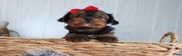 Yorkshire Terrier dogs for sale: CODY - Ad 14