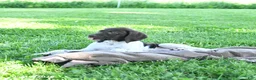 German Shorthaired Pointer dogs for sale: Ginger - Ad 4