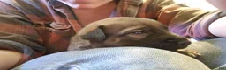 Mixed Breed dogs for sale: Mamas Boy - Ad 4