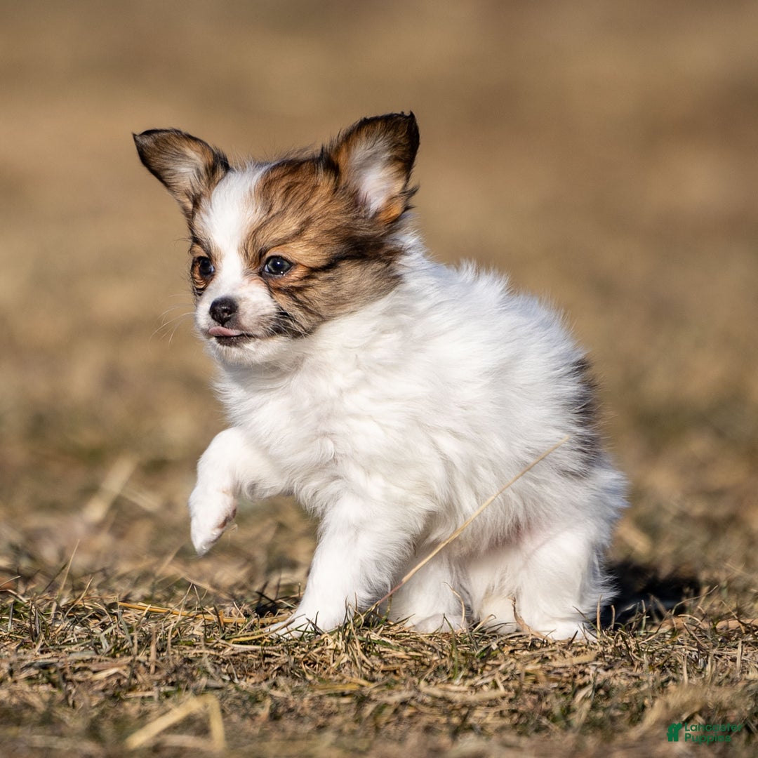 Papillon dogs for sale: Donte - Ad 4