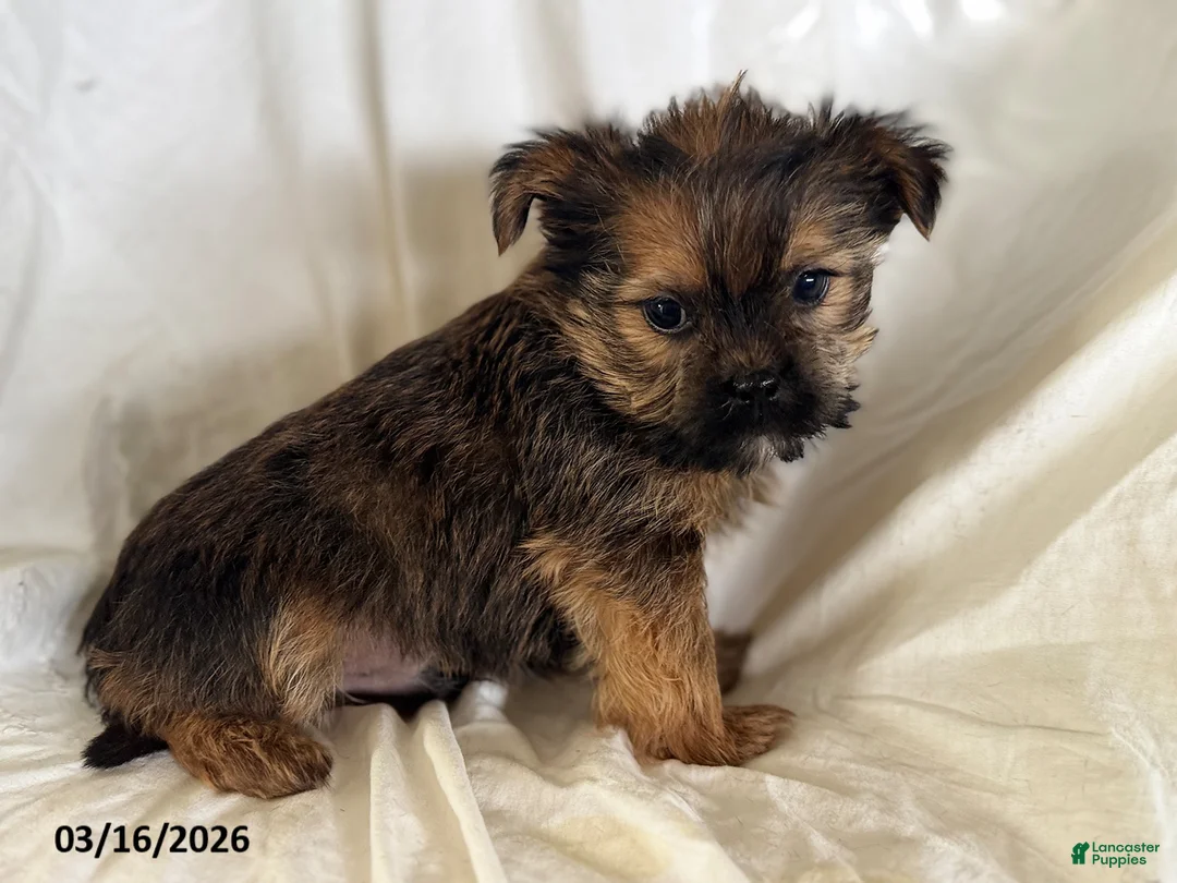 Shorkie dogs for sale: Tristan - Ad 1