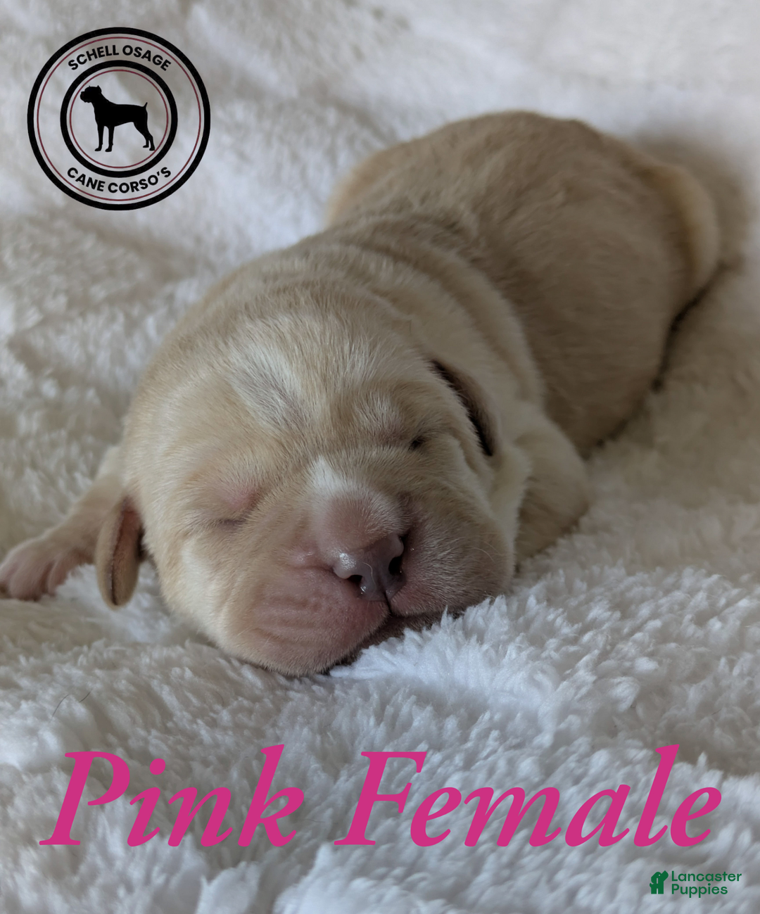 Cane Corso dogs for sale: Pink  - Ad 4