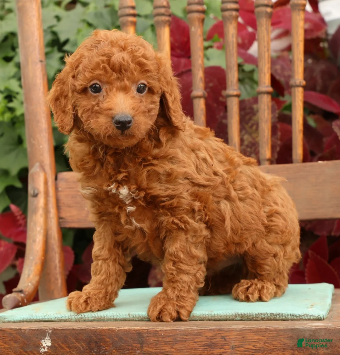 Miniature Poodle dogs for sale: Topper - Ad 2