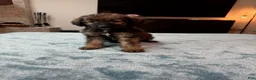 Bordoodle dogs for sale: Purple Girl - Ad 1
