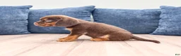 Beaglier dogs for sale: Jay - Ad 5