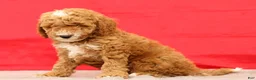 Miniature Poodle dogs for sale: Max - Ad 8