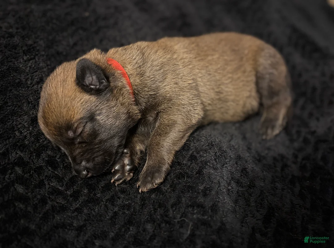 Belgian Malinois dogs for sale: Belgian Malinois Puppy 10 - Ad 2
