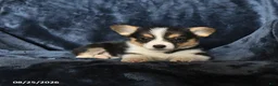 Welsh Corgi Pembroke dogs for sale: Riley - Ad 3