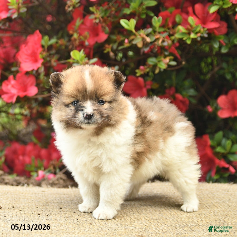 Pomeranian dogs Blaze  - Ad 1
