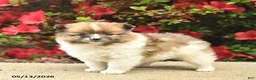 Pomeranian dogs for sale: Blaze  - Ad 4