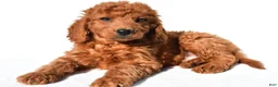 Mini Goldendoodle dogs for sale: Aspen - Ad 3