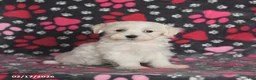 Maltese dogs for sale: Finn - Ad 3