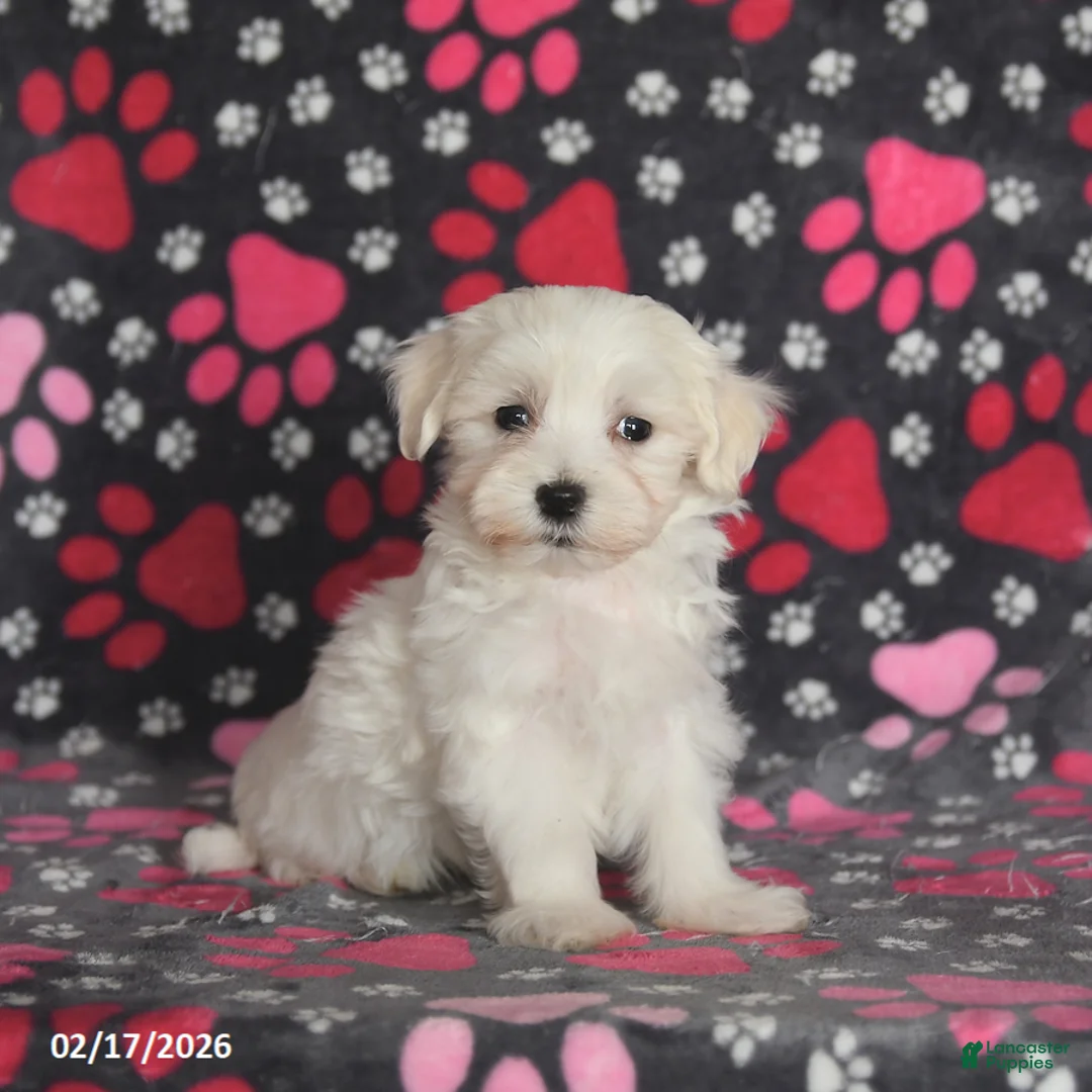 Maltese dogs for sale: Finn - Ad 3