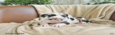 Bailey