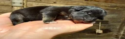 Australian Shepherd dogs for sale: Australian Shepherd 9 - Ad 3