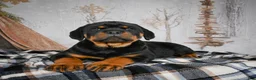 Rottweiler dogs for sale: Tara/ Mocha – Santos Ad-Dirah - Ad 12