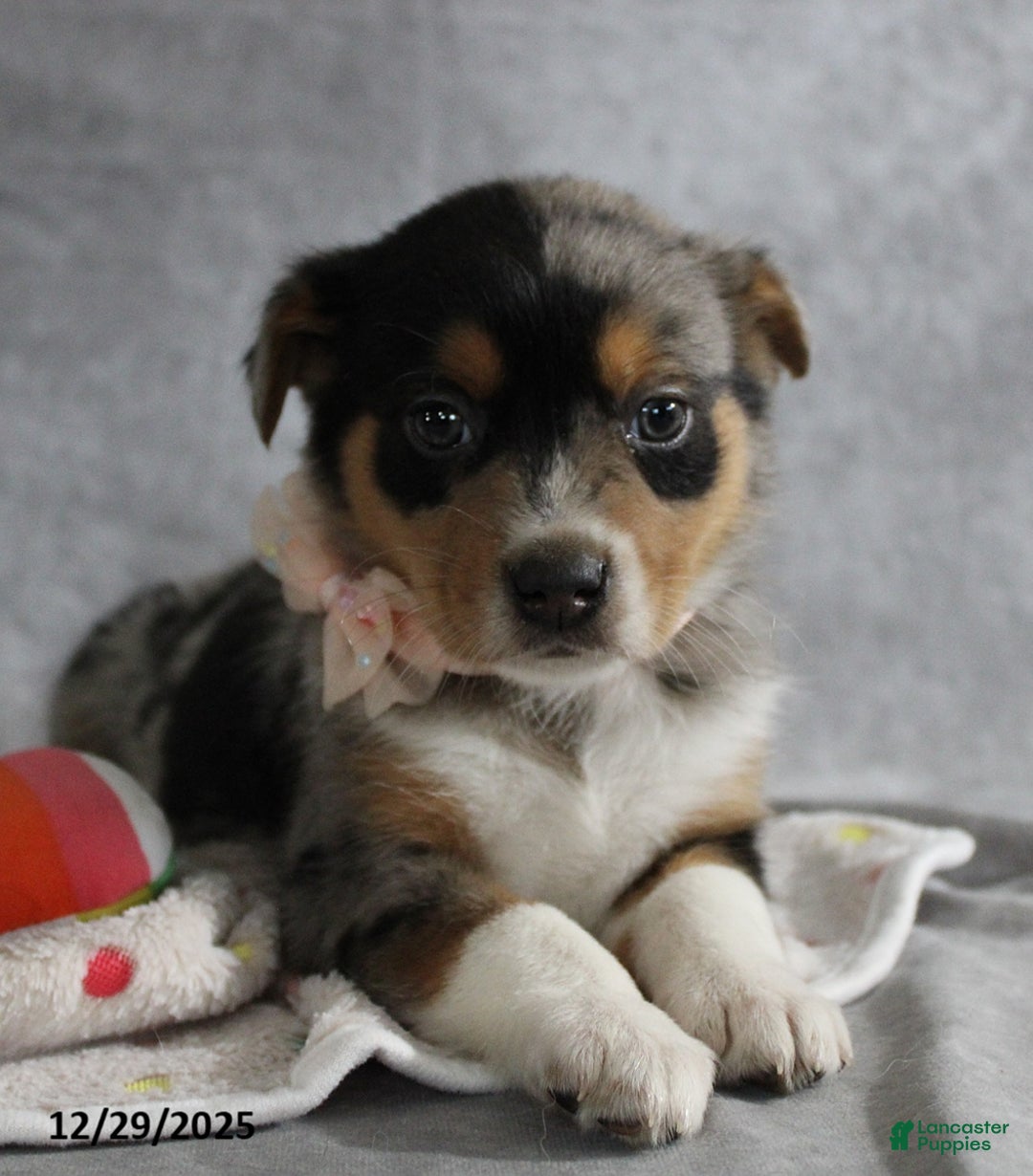 Mixed Breed dogs for sale: Ashley - Ad 5