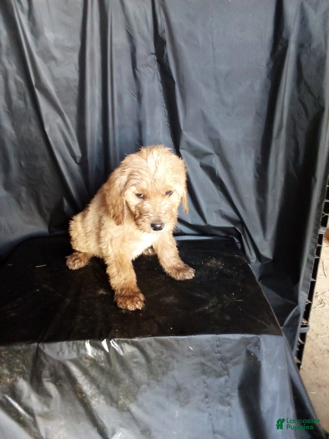 Mixed Breed dogs for sale: Lacee - Ad 2