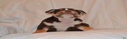 English Bulldog dogs for sale: Bucky (chocolate tri) - Ad 7