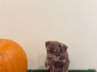 American Bully dogs American Bully Puppy 1 - Ad 30