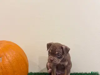 American Bully dogs American Bully Puppy 1 - Ad 29