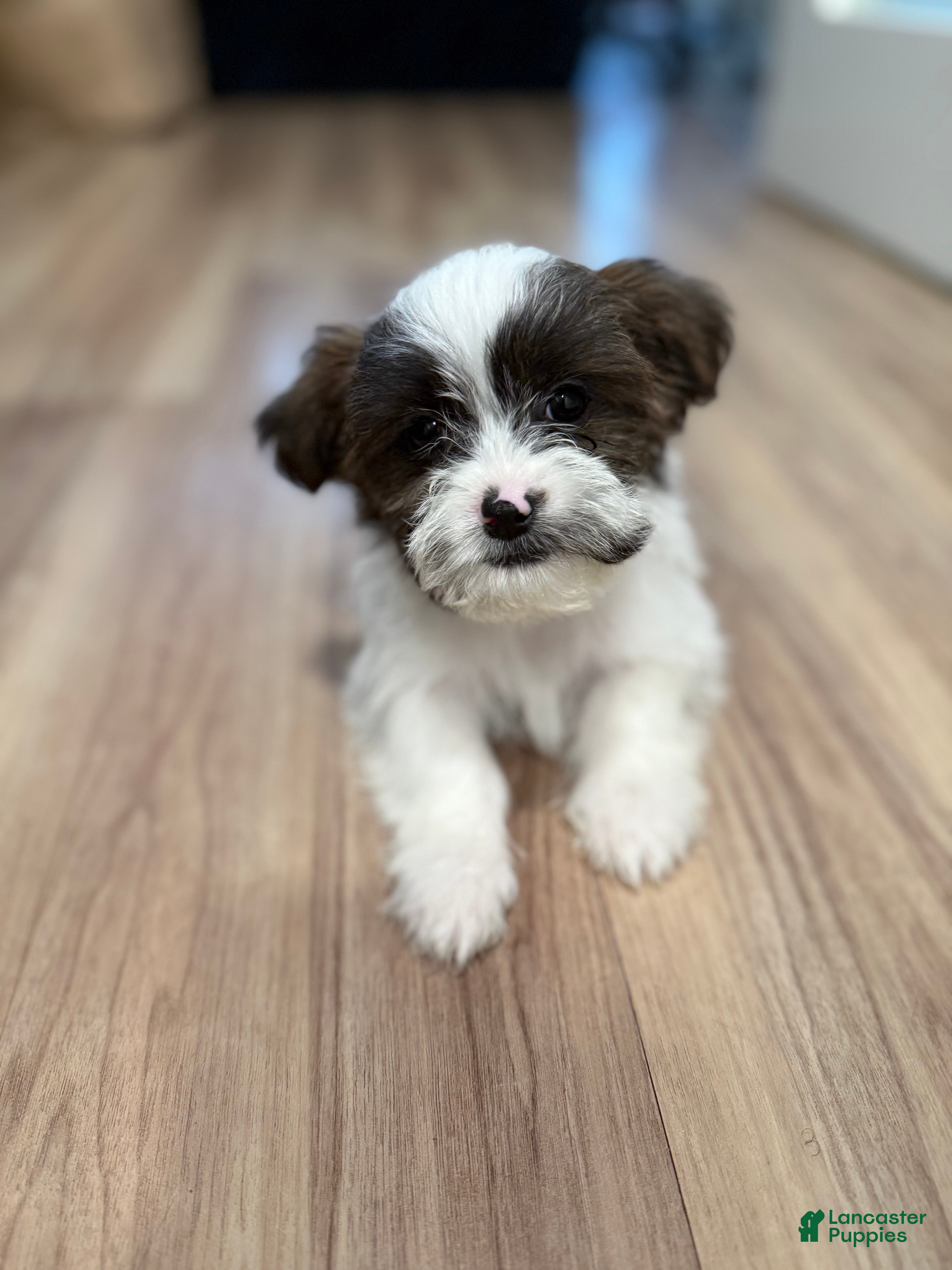 Shorkie dogs Coco 🤎 - Ad 1