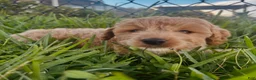 Mini Goldendoodle dogs for sale: Mini Goldendoodle Puppy 2 - Ad 8