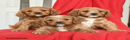Cavapoo dogs for sale: Candy - Ad 5