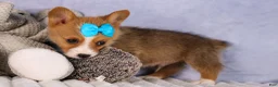 Welsh Corgi Pembroke dogs for sale: Benji🐾💙 - Ad 8