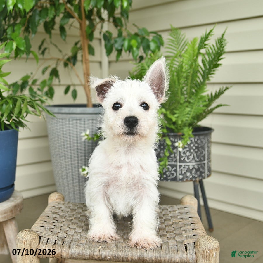 West Highland Terrier dogs Lilac  - Ad 1