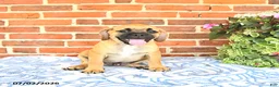 Puggle dogs for sale: Robbie - Ad 5