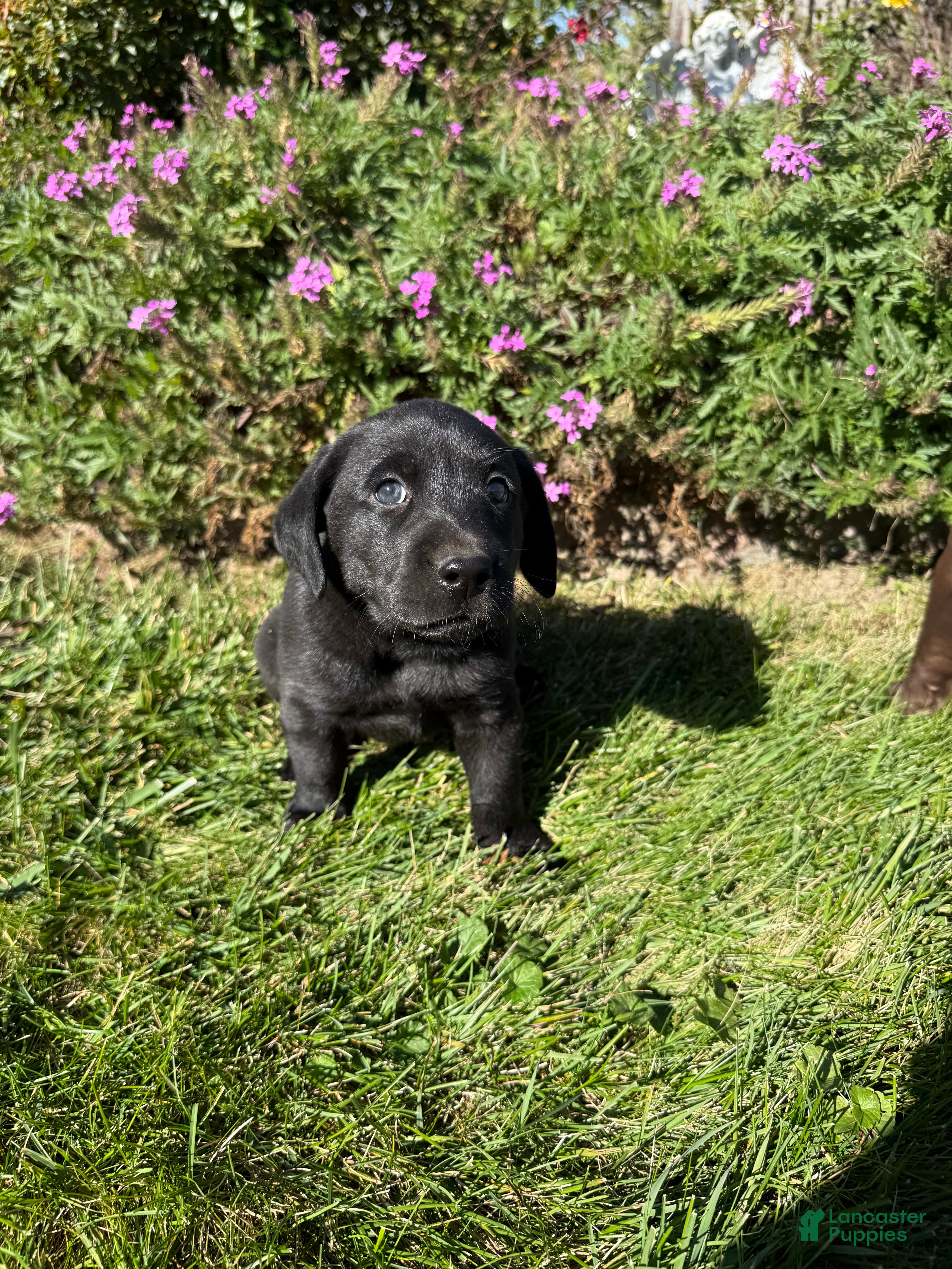 Labrador Retriever dogs for sale: Labrador Retriever 2 - Ad 2