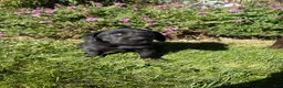 Labrador Retriever dogs for sale: Labrador Retriever 2 - Ad 2