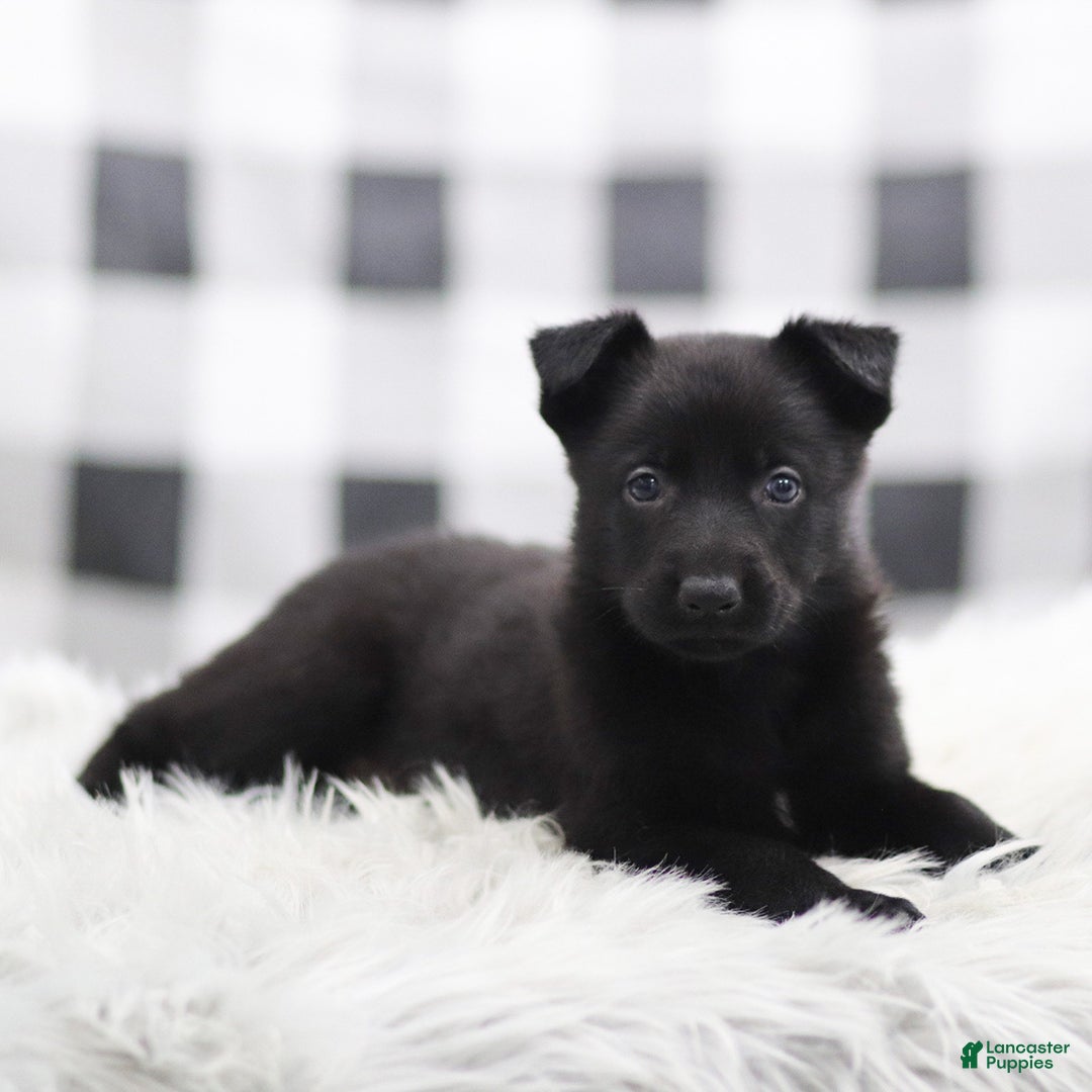 German Shepherd dogs for sale: Falcon - Ad 2