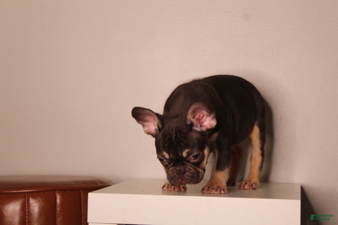 French Bulldog dogs for sale: Suzzie  - Ad 6