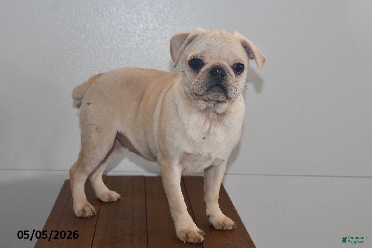 Pug dogs Sweetheart - Ad 2