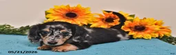 Miniature Dachshund dogs for sale: Cassie   - Ad 5